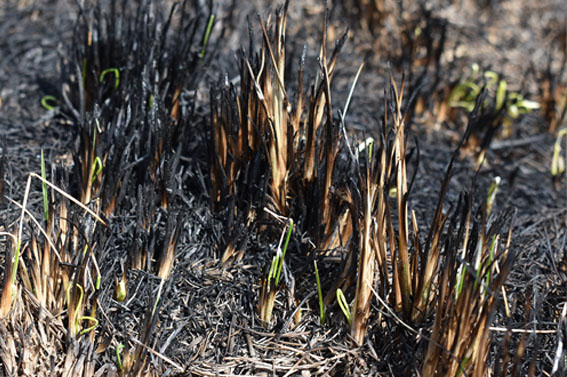 Rough fescue (Festuca hallii) resprouting after the prescribed fire. (Photo: Eric Lamb)