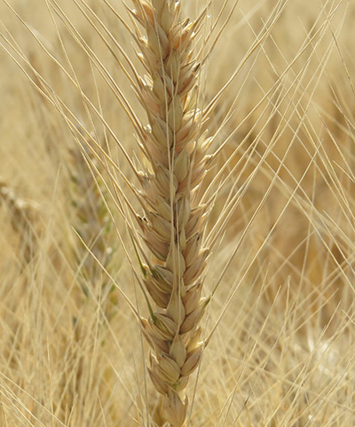 Wheat at the USask Crop Development Centre. (Photo: Gloria Gingera)