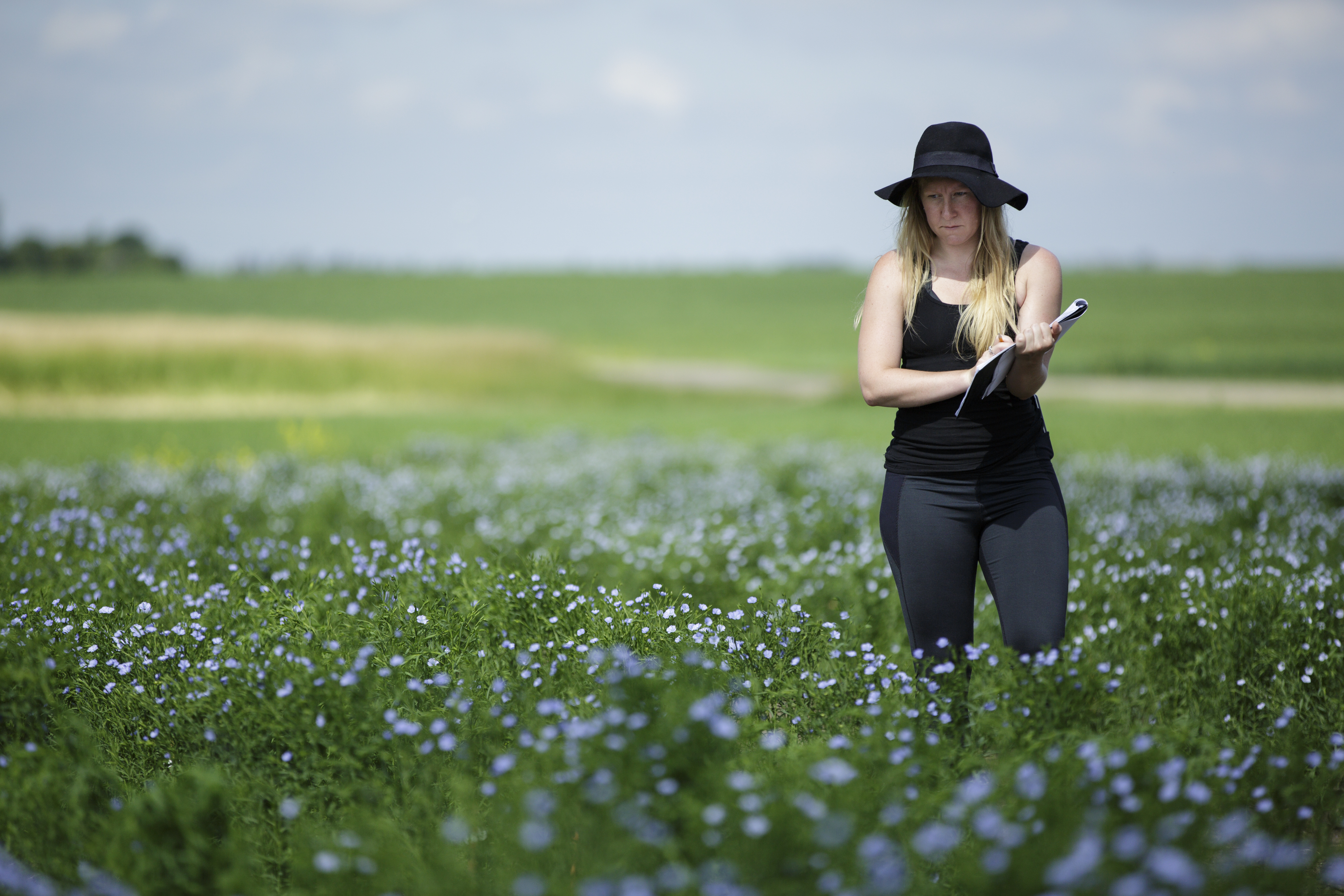 Megan House scoring flowering epimutant Recombinant Inbred Line (RIL) population grown as hillplots at KCRF 2016