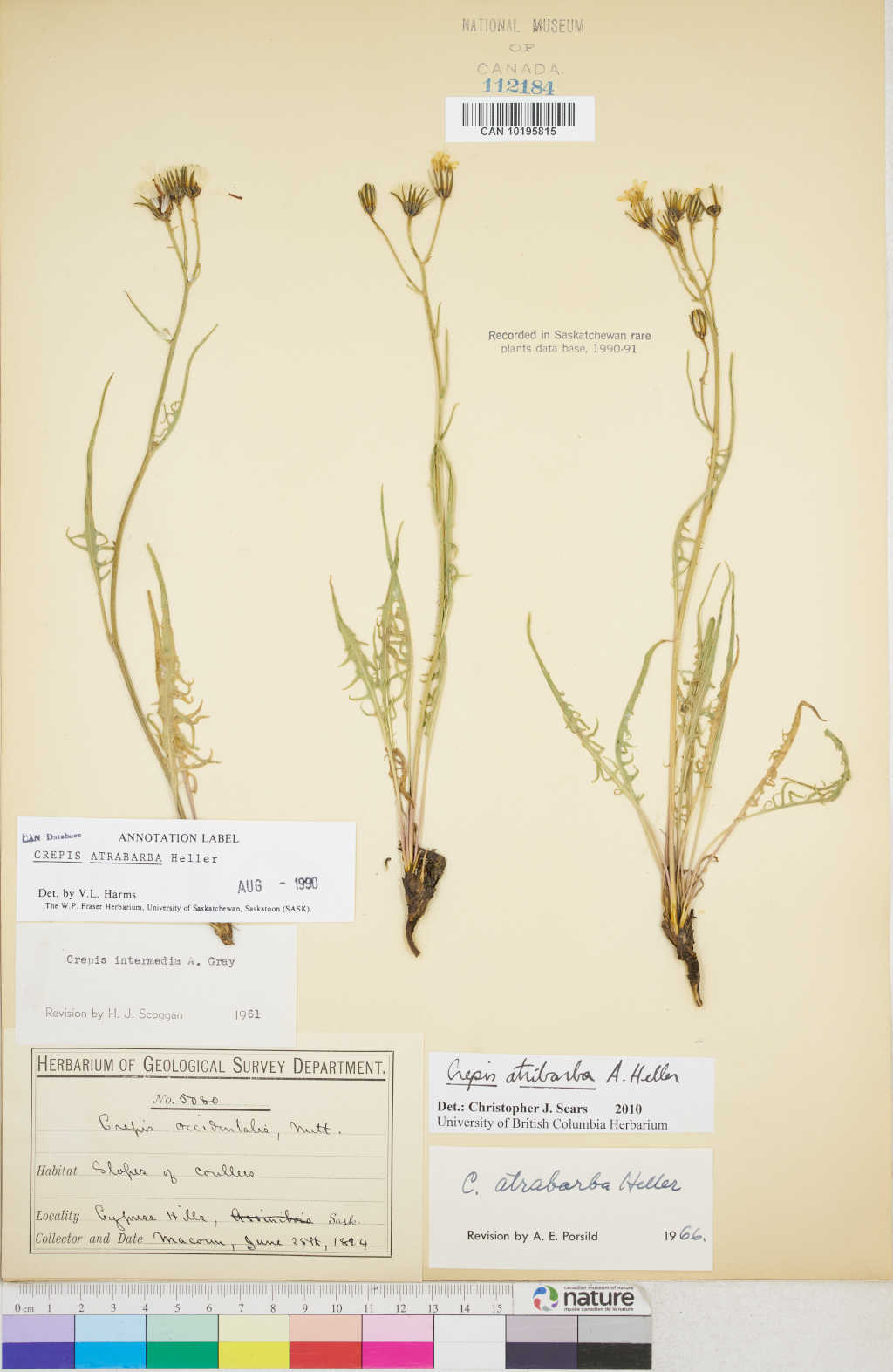 Crepis atribarba specimen CAN 112184