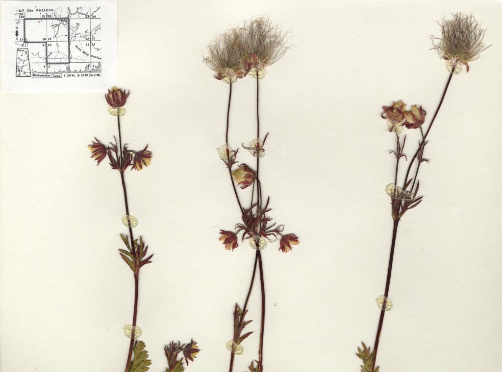 geum triflorum prairie smoke flowers on herbarium sheet