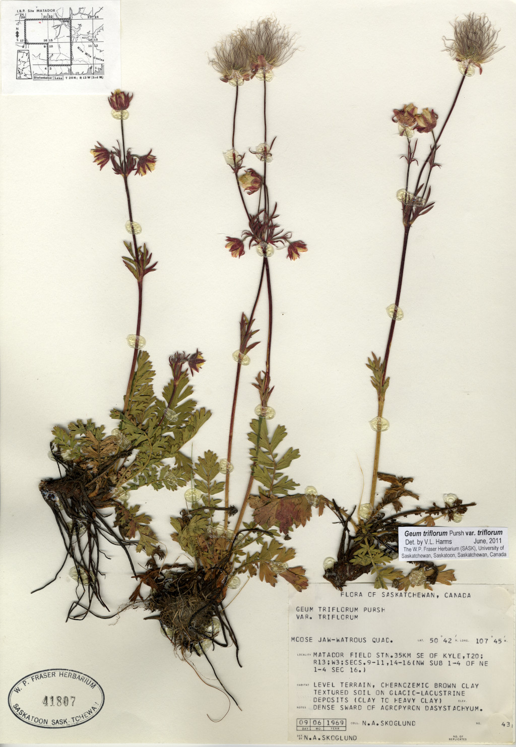 geum triflorum herbarium sheet from matador research station june 1969