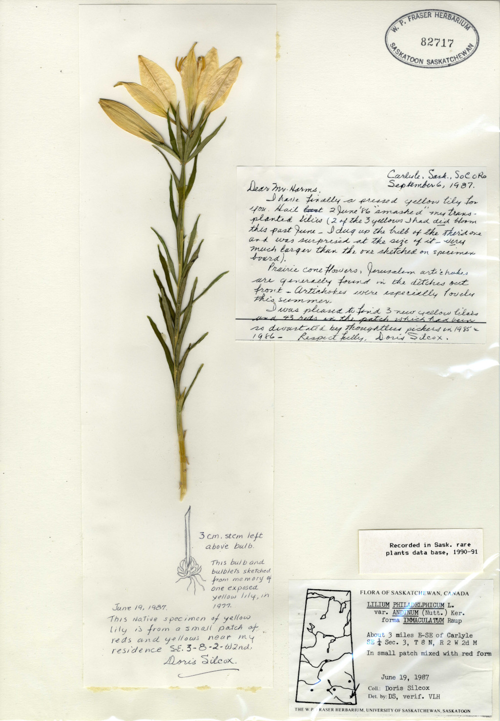 yellow immaculate lily herbarium specimen