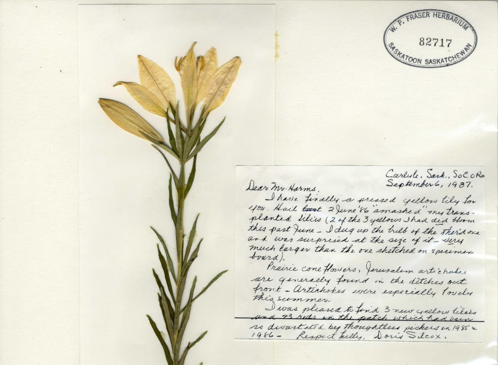 yellow immaculate lily herbarium specimen