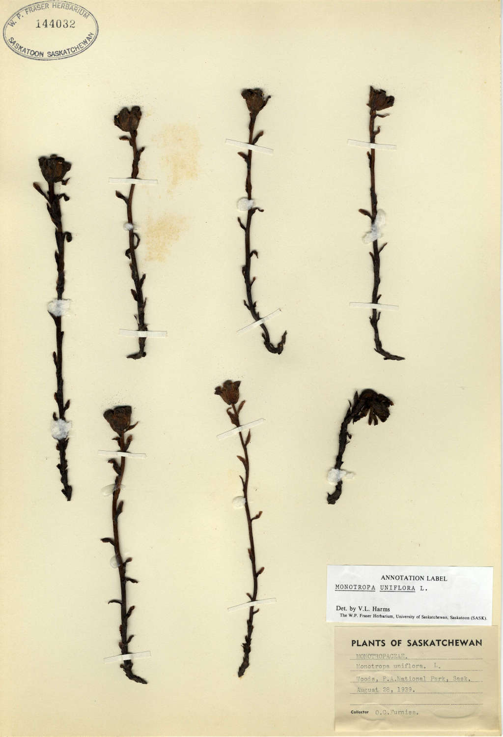 monotropa uniflora herbarium specimen