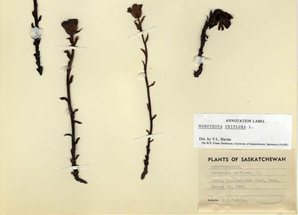 monotropa uniflora herbarium specimen