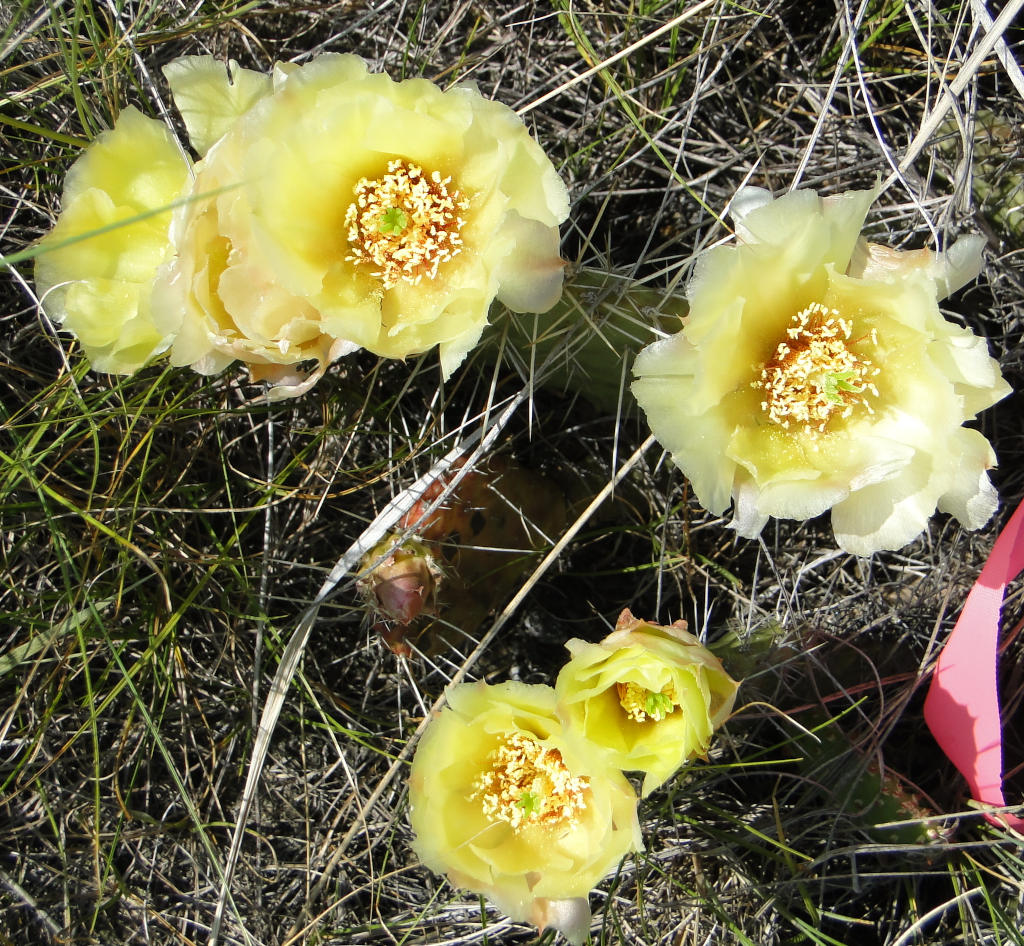 opuntia polyacantha in flower bright yellow flowers
