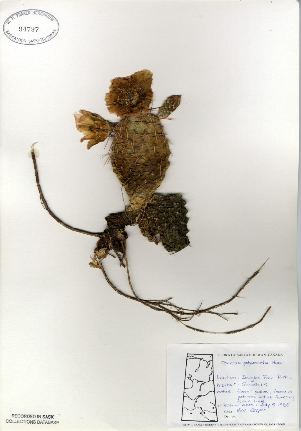 opuntia polyacantha dried herbarium specimen 
