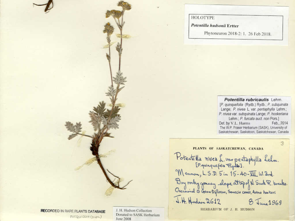 potentilla hudsonii herbarium specimen 175033