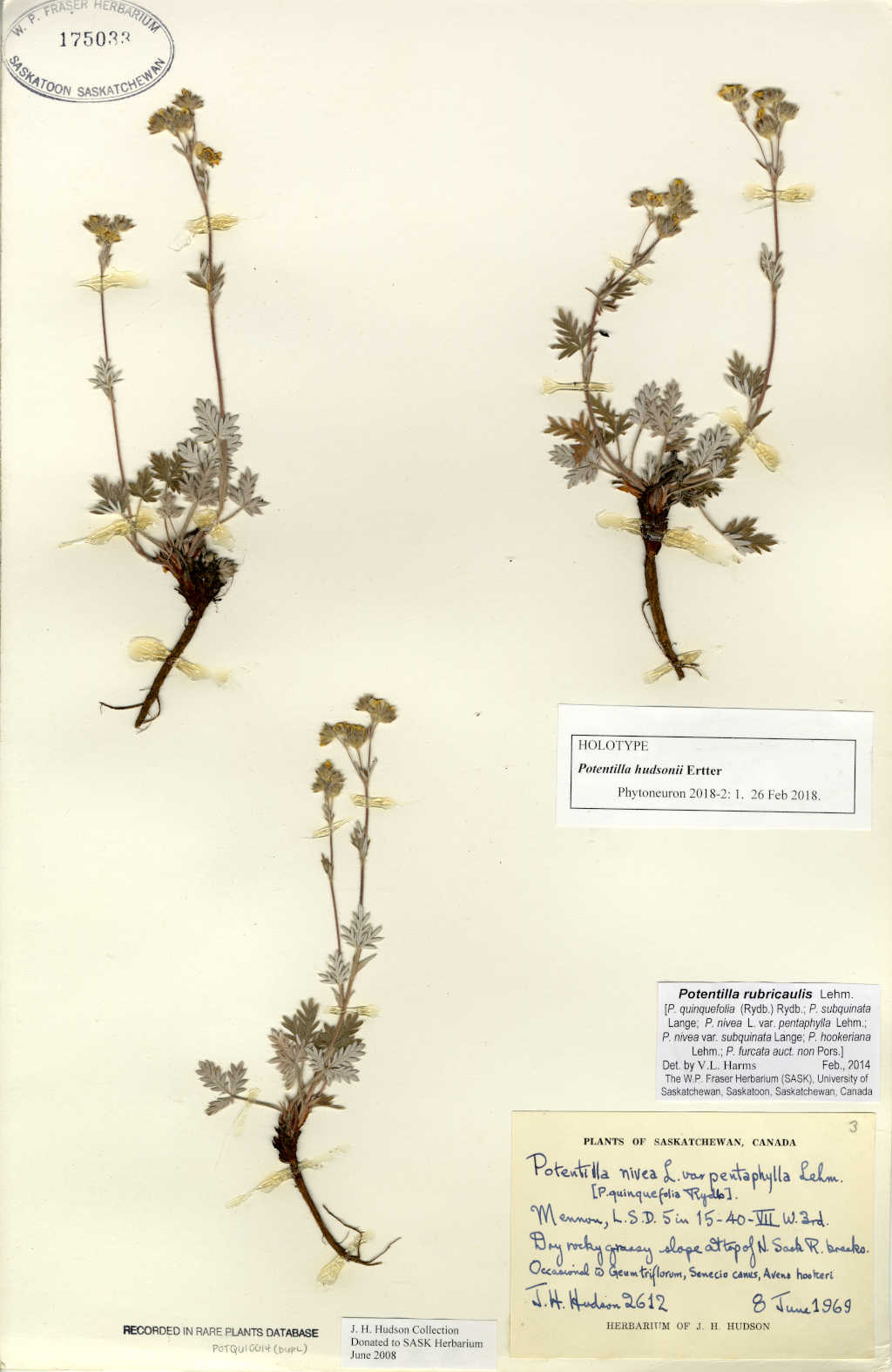 potentilla hudsonii scanned holotype