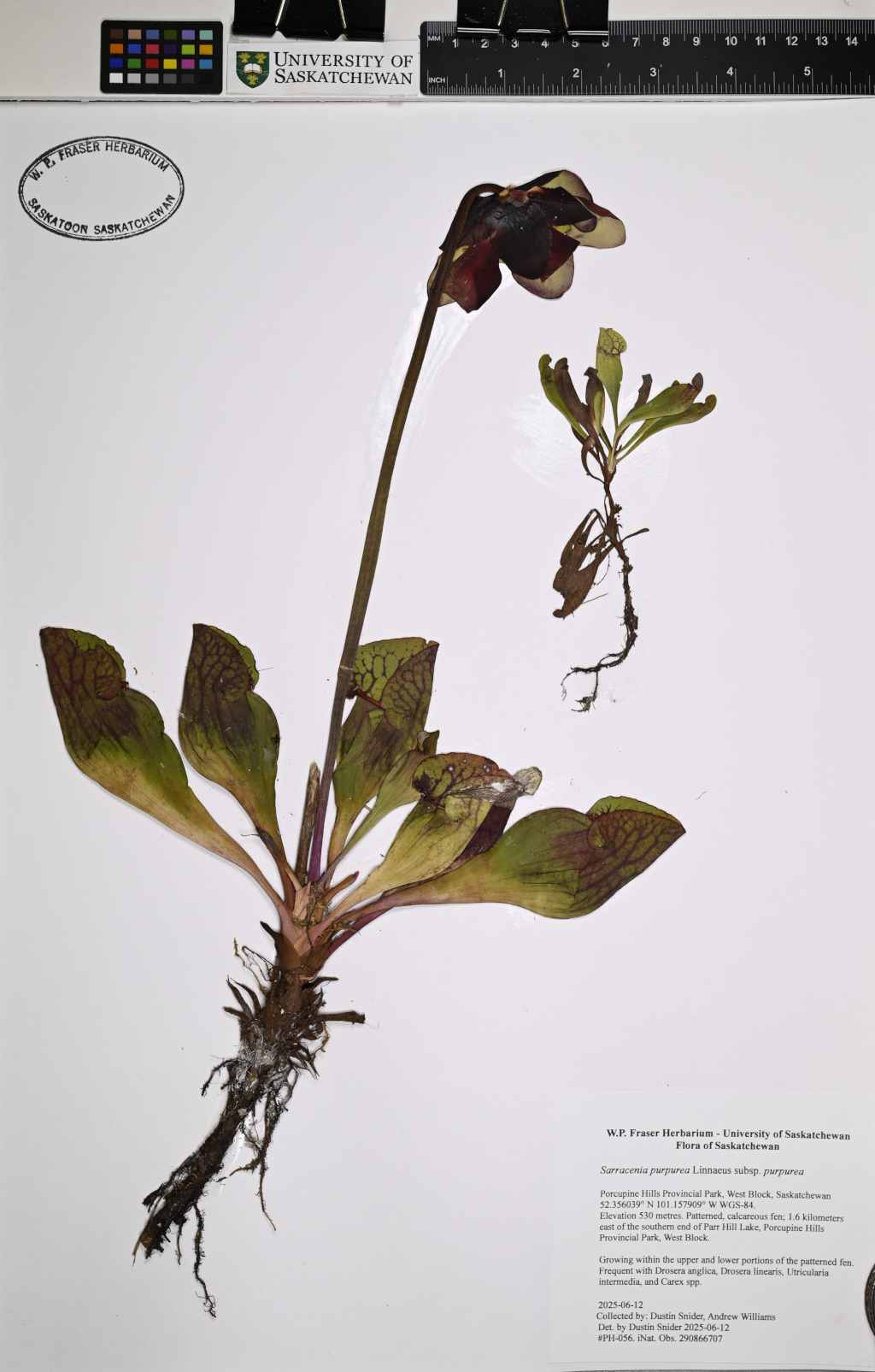 sarracenia purpurea mounted herbarium specimen with juvenille plant