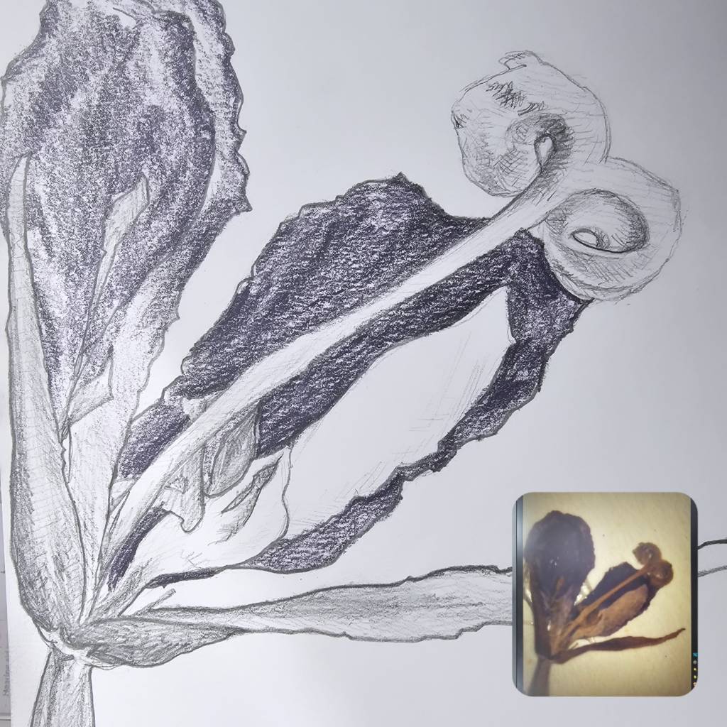 sketch and close up of flower
