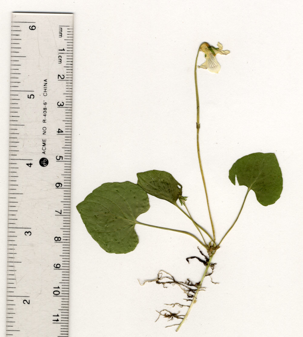 viola macloskeyi 10cm tall plant