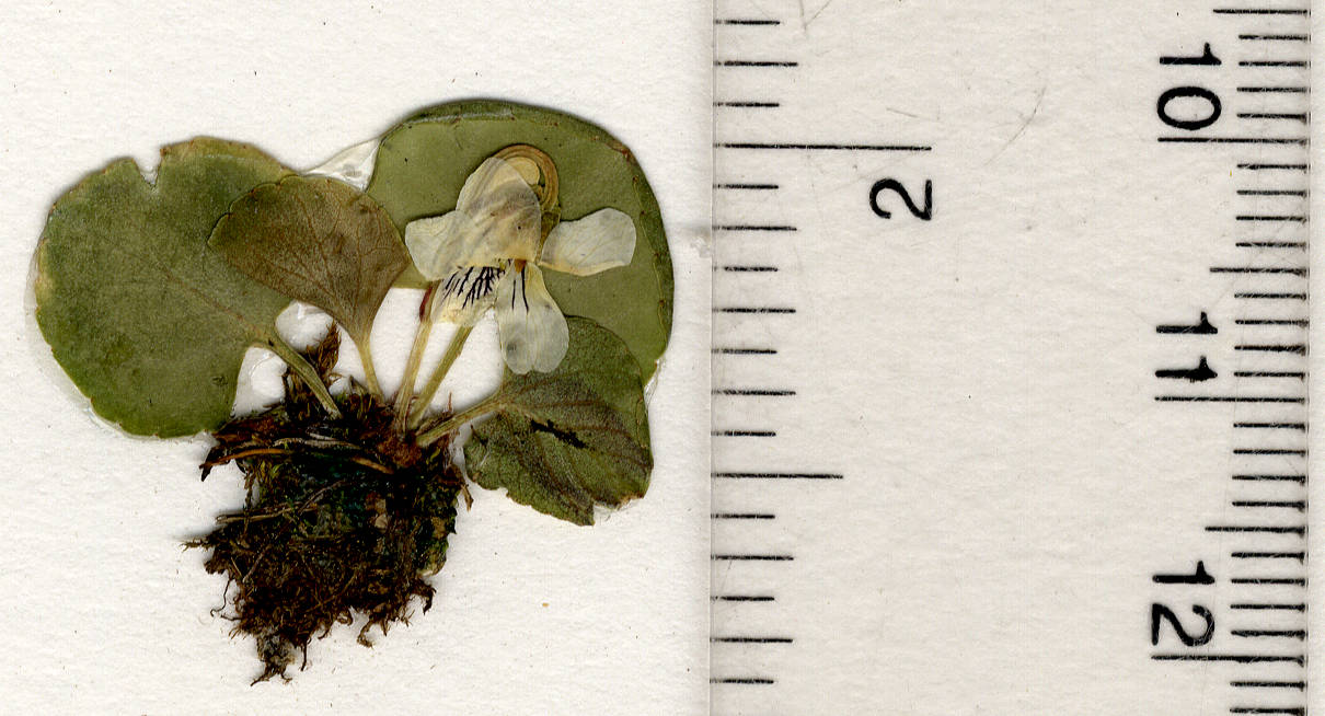 viola macloskeyi 2cm tall plant