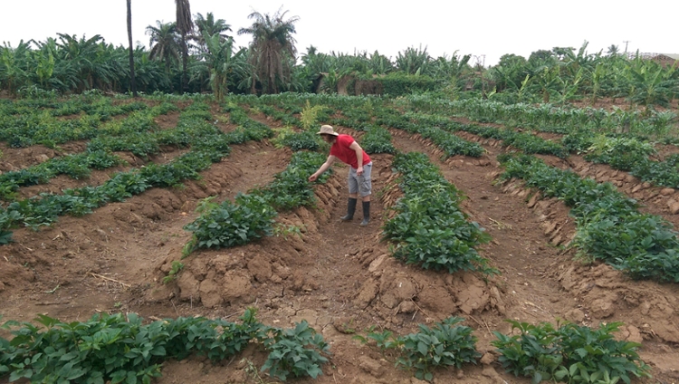 African farm