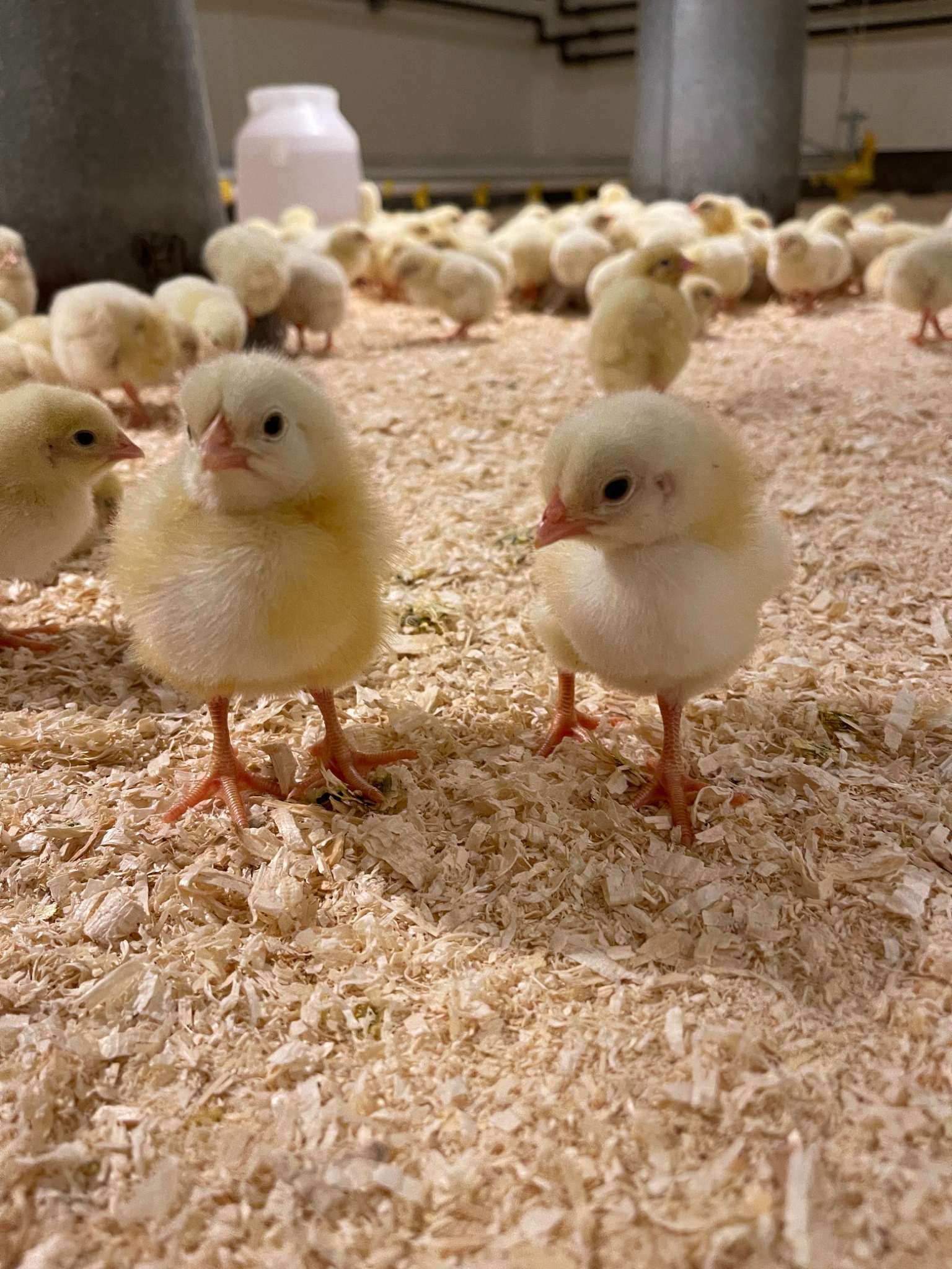 Picture of Poultry Research and Teaching Unit