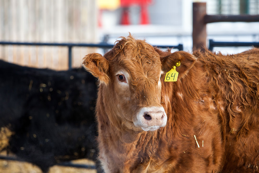 Cattle at the University of Saskatchewan's Livestock and Forage Centre of Excellence. (Photo: Christina Weese)