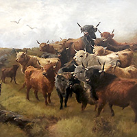 WS Watson Highland Cattle