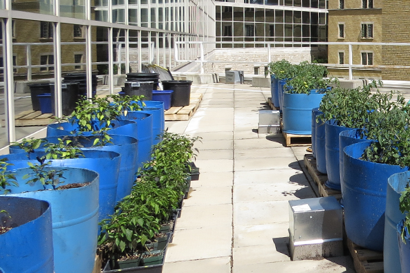 https://agbio.usask.ca/news/2016/Images/rooftop-garden%20sm.png