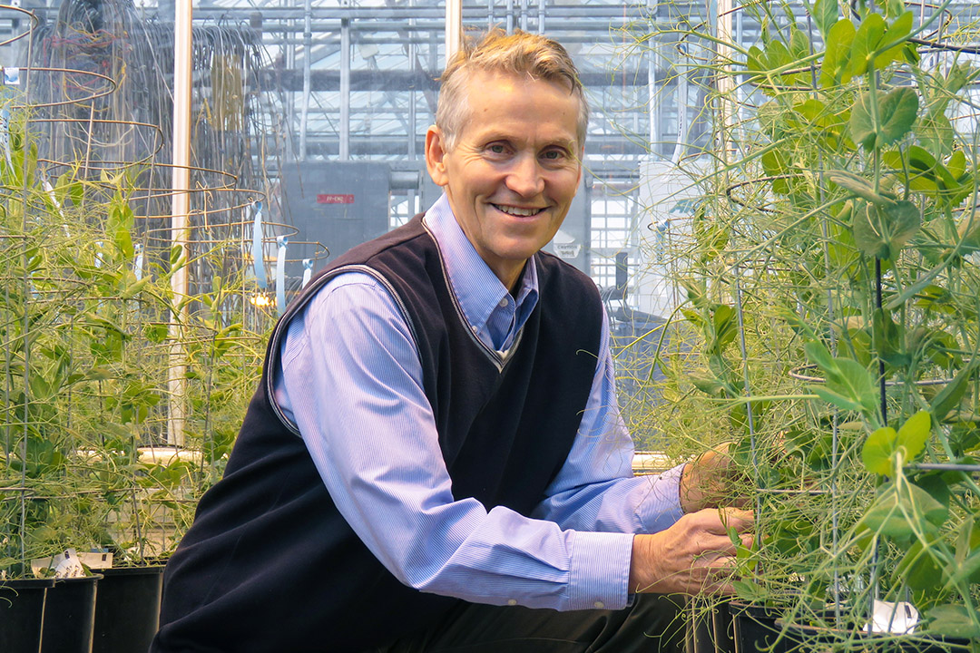 USask researcher Dr. Tom Warkentin (PhD) with a few of the pea plants in the College of Agriculture and Bioresources greenhouses on campus. (Photo: Gloria Gingera)