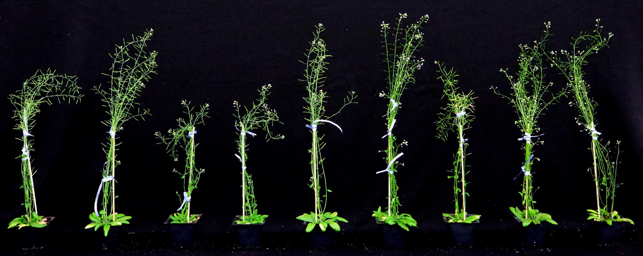 The team studied a variety of Arabidopsis phenotypes during the project. (Photo: Submitted)
