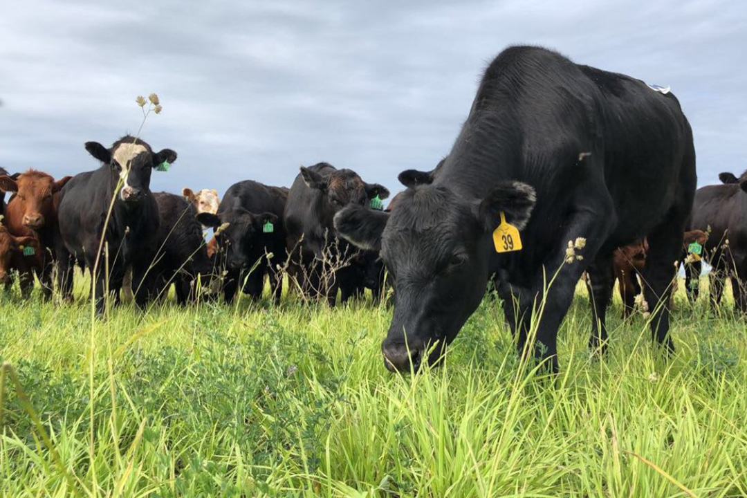 The new Beef Industry Integrated Forage Management and Utilization Chair will connect the study of soils, plants, animals, economics, and ecosystems. (Photo: Cassidy Sim)