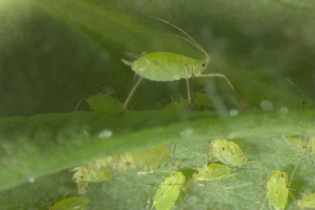 High magnification image of a pea aphid (Acyrthosipon pisum). Pea aphids are one of many species of insects that will be studied in the new University of Saskatchewan Insect Research Facility. (Photo: Berenice Romero)