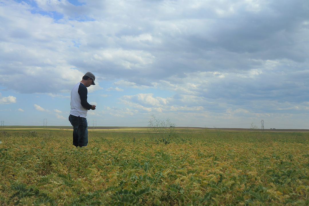 USask researcher Bunyamin Tar’an inspects a chickpea field near Limerick, Saskatchewan in summer of 2020. He is part of an international team whose research was published in Nature this week. (Photo: Bunyamin Tar’an)