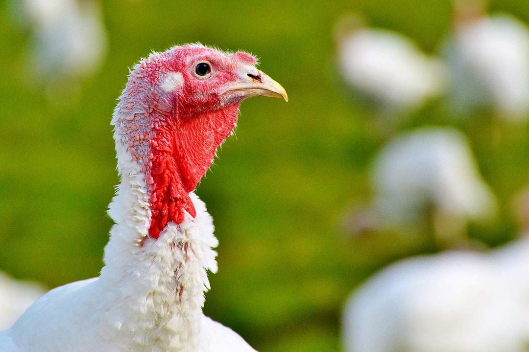 Americans will gobble up nearly 46 million turkeys like this one over the holiday long weekend. (Photo: Capri23auto on Pixabay)