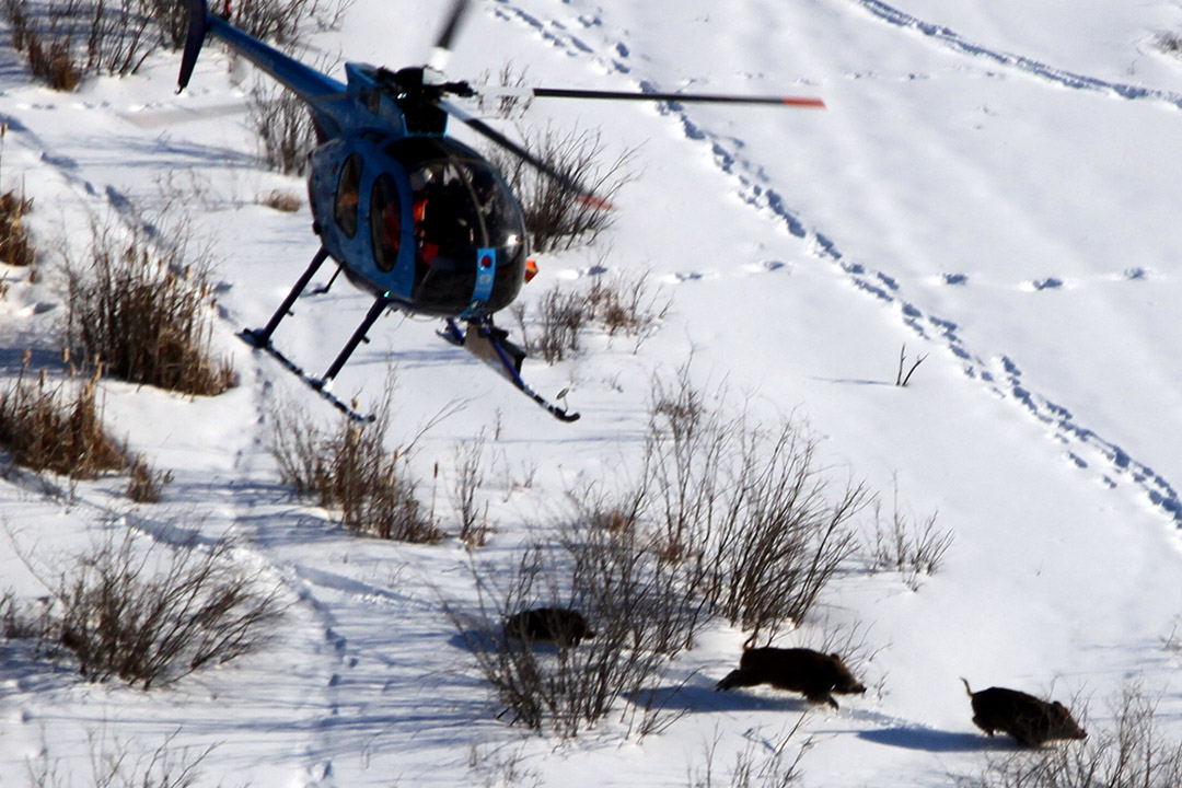 Researchers on a helicopter chase down a trio of wild pigs racing through the snow. (Photo: Submitted)