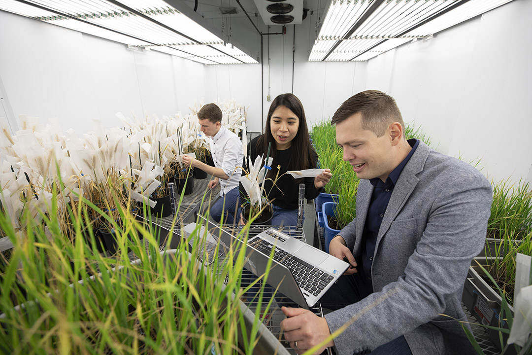 USask computer scientist Ian Stavness (foreground) and graduate students Blanche Leyeza (centre) and Jordan Ubbens (left) train computers to digitally analyze plant images. Photographed in 2019, pre-COVID-19. (Photo: David Stobbe, USask).