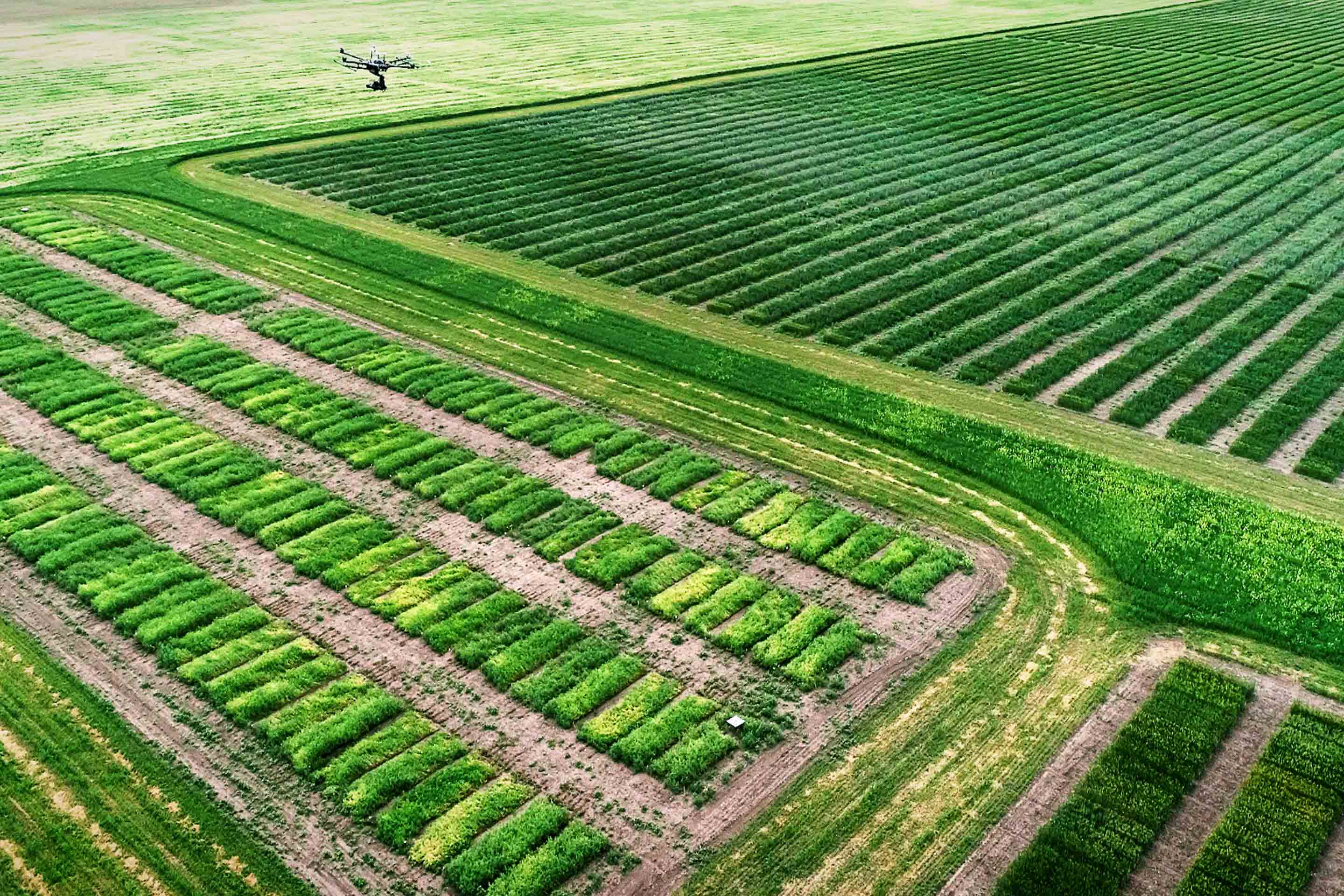 A drone above USask’s Kernen Crop Research Farm, Summer 2019. (Photo: Steve Ryu, Images of Research 2020)