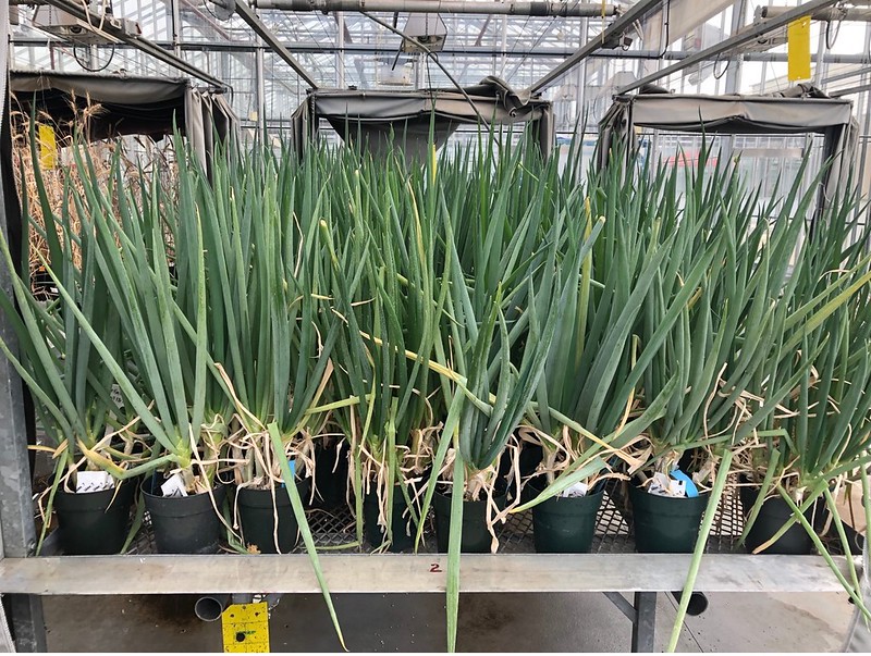 Welsh onions growing in a greenhouse. (Photo: submitted)
