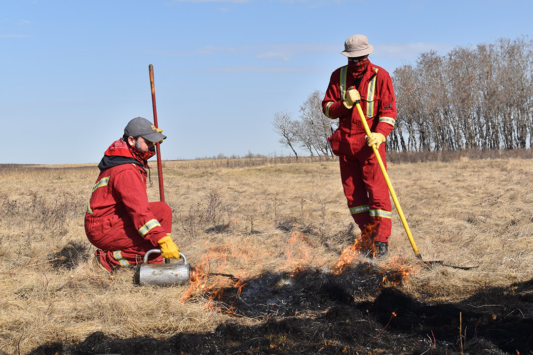 USask researcher Dr. Eric Lamb (PhD), at right, and post-doc Dr. Roy Vera (PhD) conduct a prescribed fire experiment in spring of 2021 on the Kernen Prairie research site, one of the largest remaining patches of Fescue Prairie in Saskatchewan. (Photo: Angie Li)