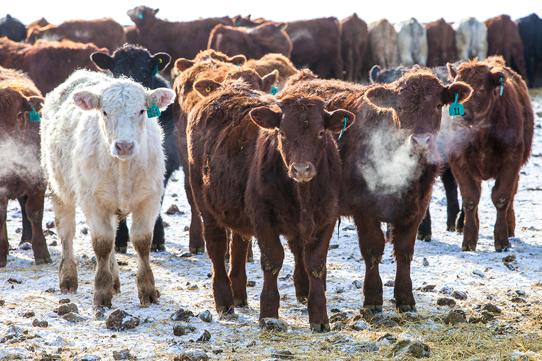The Genomic ASSETS team are developing rapid testing technology that can identity respiratory pathogens and any antimicrobial resistance in calves entering feedlots. (Photo: Christina Weese)