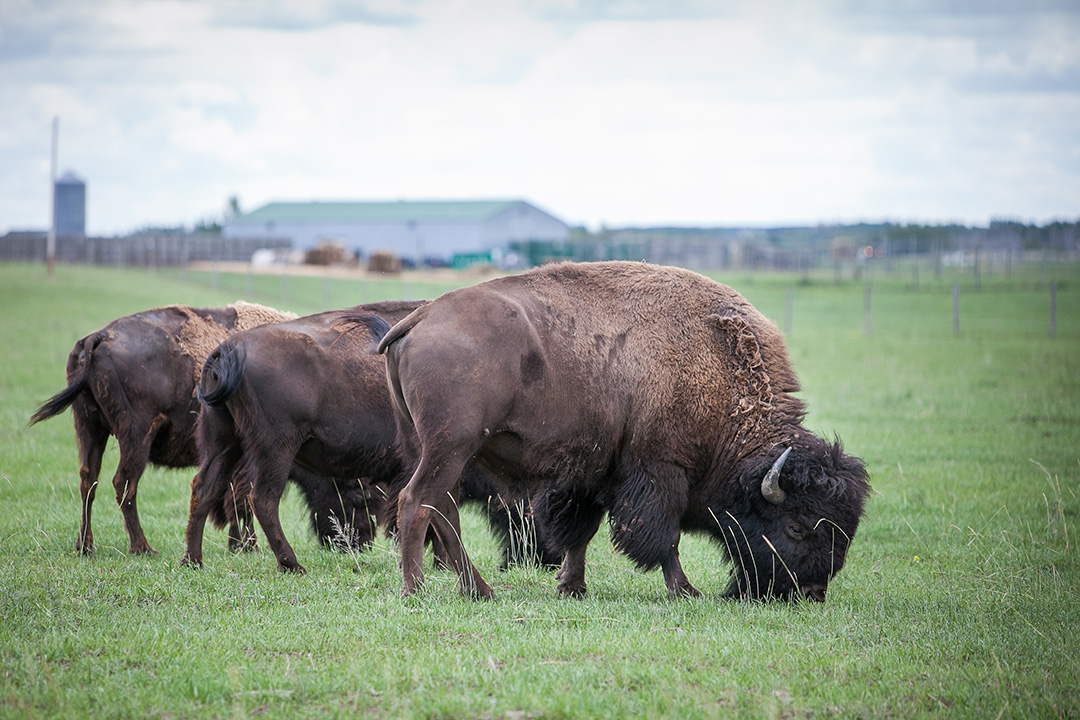 A team of USask researchers are taking a closer look at what type of finishing diet works best for bison raised for market. Photo: Christina Weese.