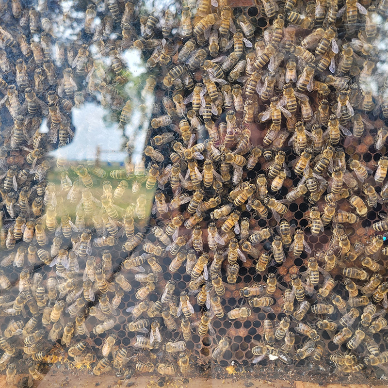 Bees in a hive at Flying Dust First Nation