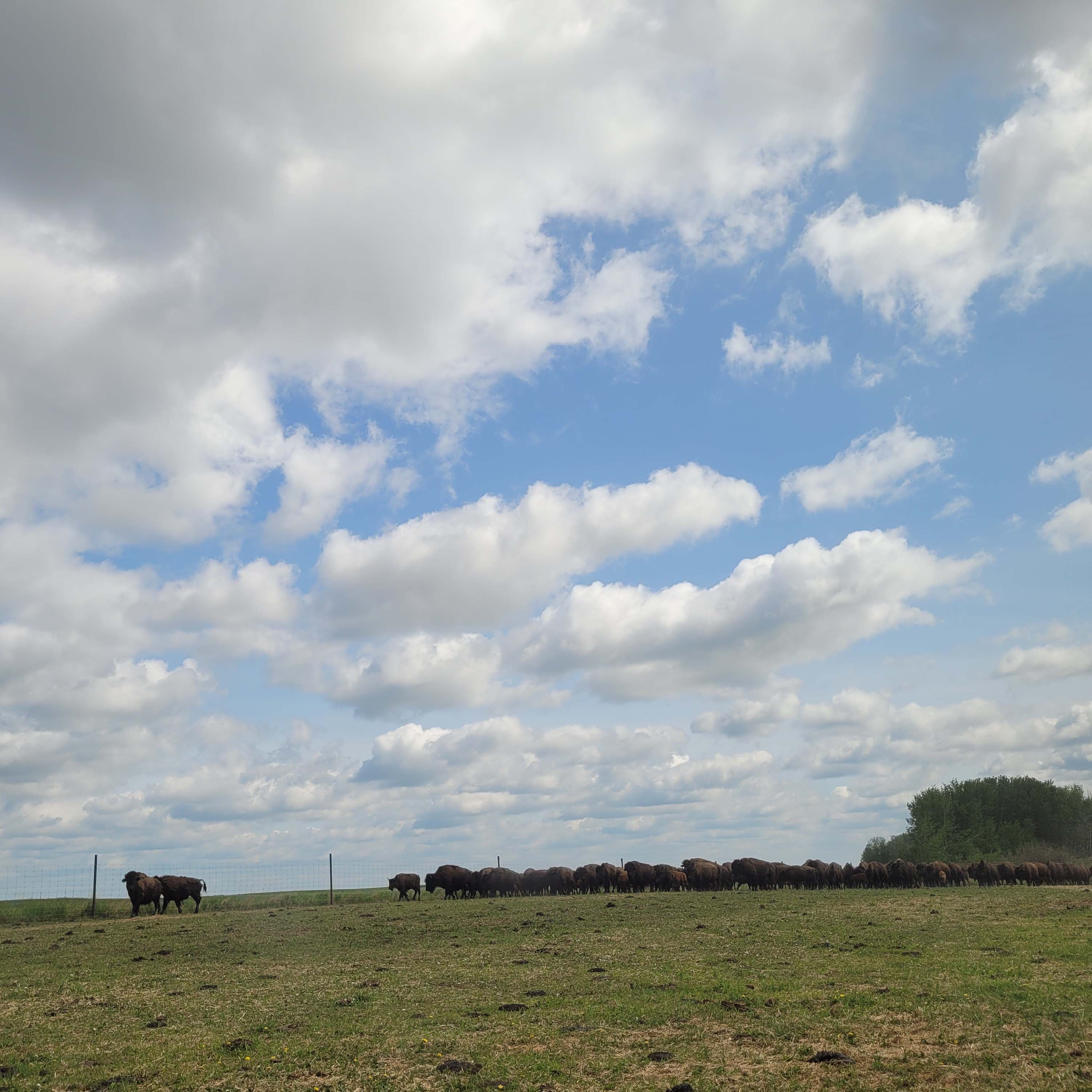 Buffalo in a field - Flying Dust First Nation
