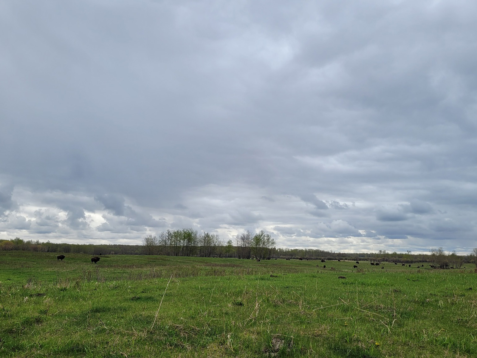 Bison on green grass at Elk Island National Park