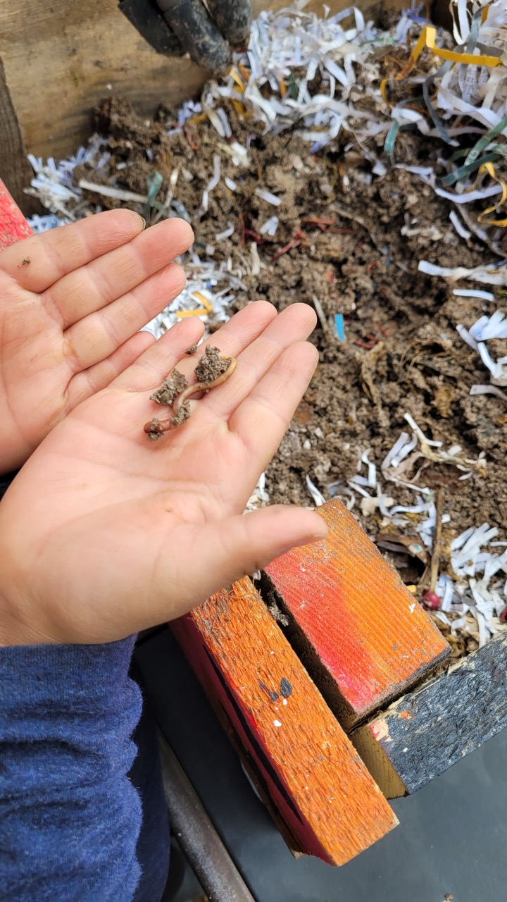 Worms in a hand from a vermicompost - Muskeg Lake Cree Nation Garden Workshop