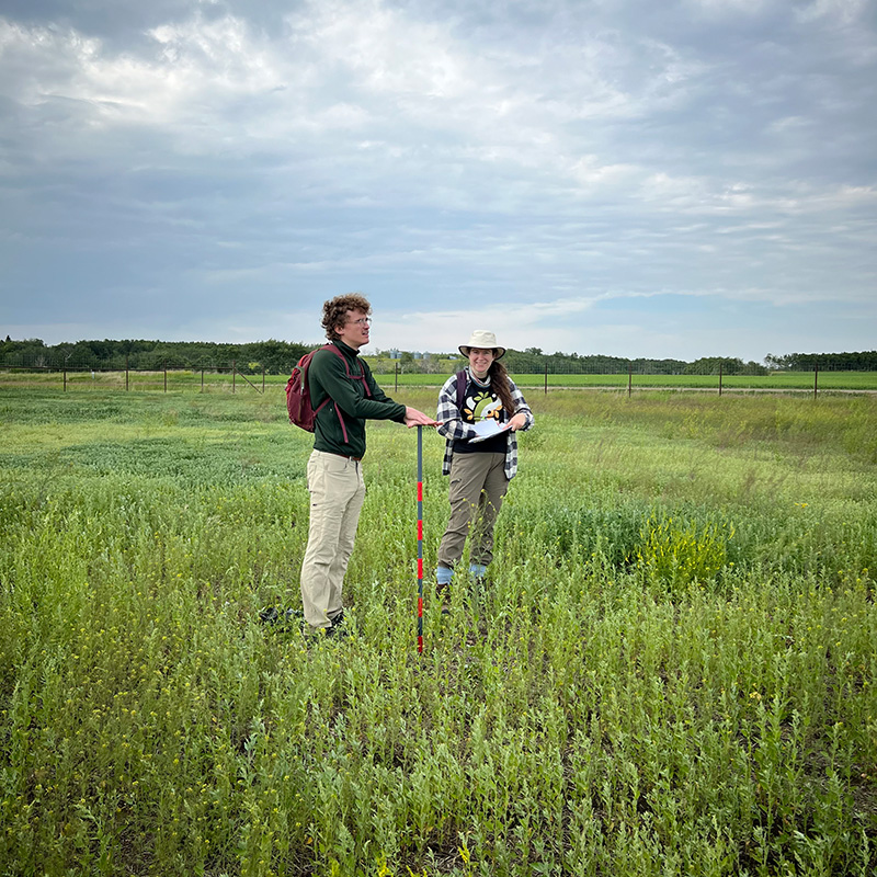 Two people standing in a field collecting plant data