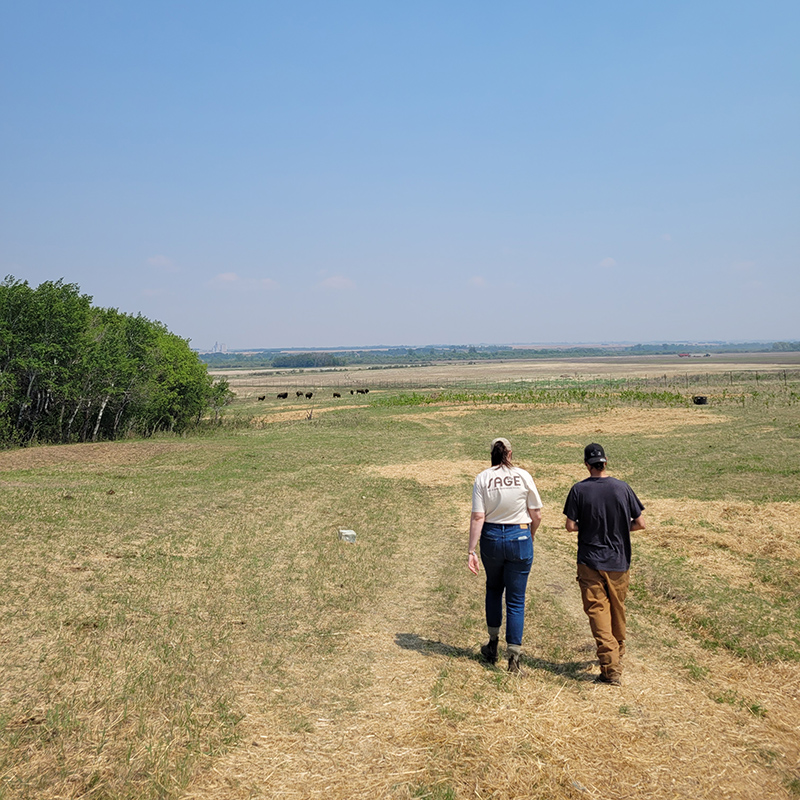 People walking towards buffalo