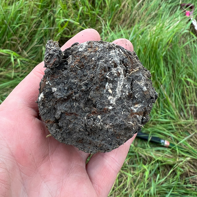 Hand holding soil, displaying mottles and visible salt - Mosquito Grizzly Bear's Head Lean Man First Nation