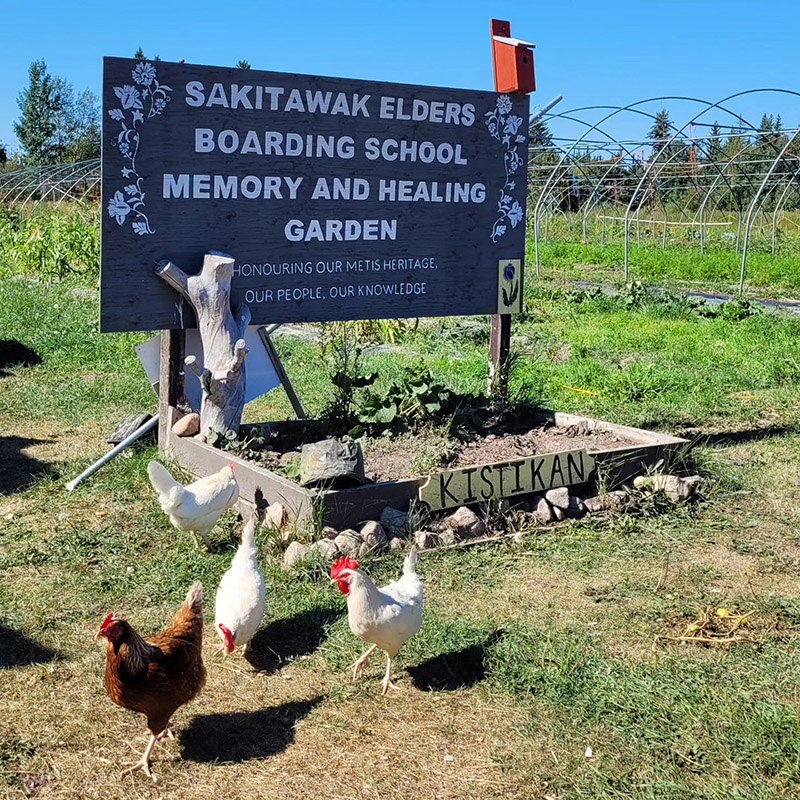 Chickens in front of a blue sign at Île-à-la-Crosse